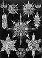 Acanthophracta ; Dorataspis (radiolarian)