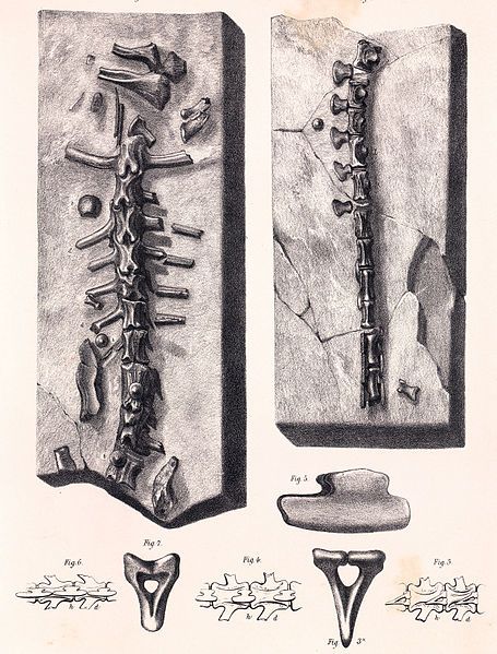 File:Hylaeosaurus oweni.jpg