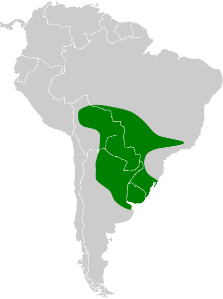 File:Hylocharis chrysura map.svg