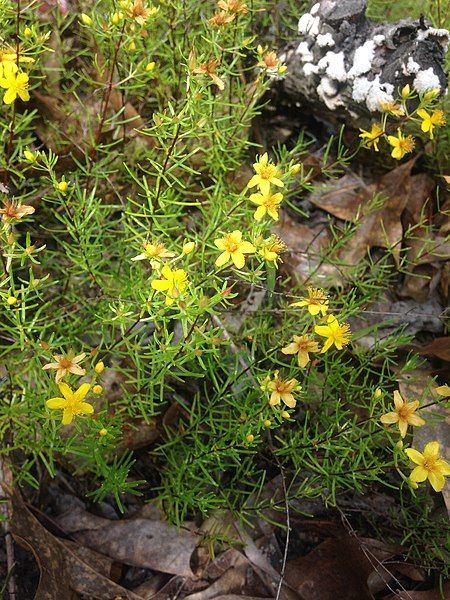 File:Hypericum lloydii.jpg