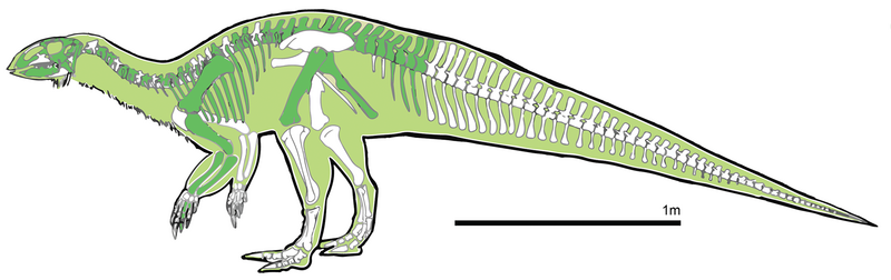 File:Iani Skeletal.png