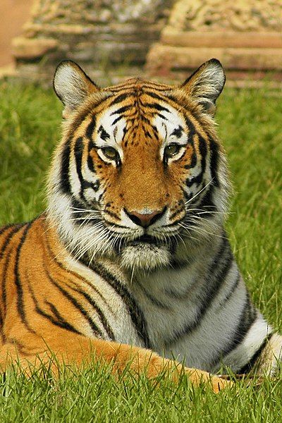 File:India tiger.jpg