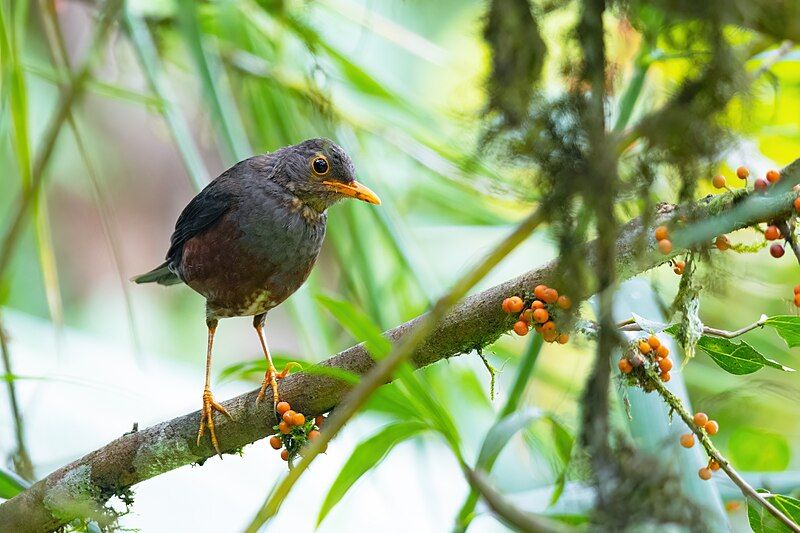 File:Island Thrush 0A2A2578.jpg