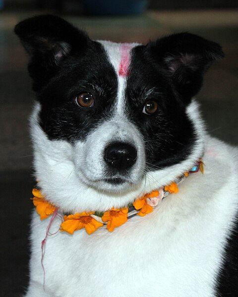 File:Kukur Tihar.jpg