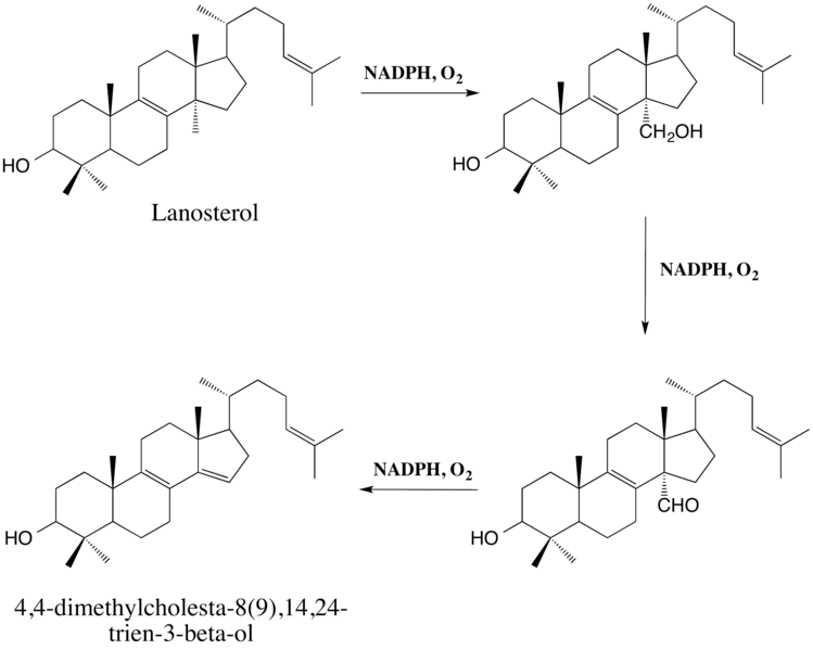 File:Lanosterol Demethylation Pathway.png