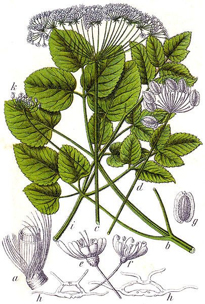 File:Laserpitium latifolium Sturm32.jpg