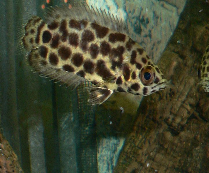 File:Leopard-Buschfisch.jpg