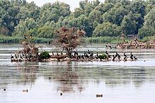 An island in the lake Lepelaarplassen with cormorants sitting on top