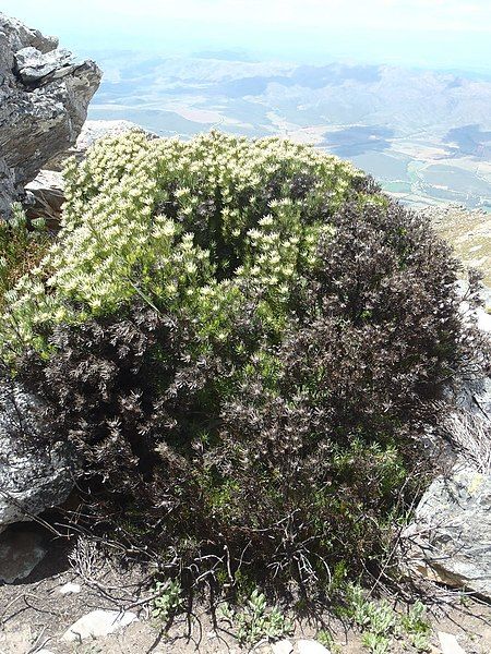 File:Leucadendron dregei 15705319.jpg