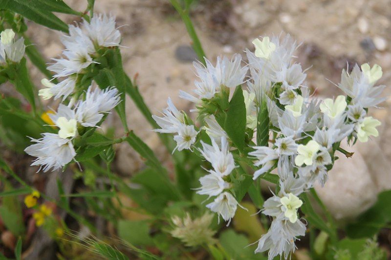 File:Limonium lobatum.jpg