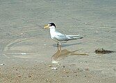 Least Tern