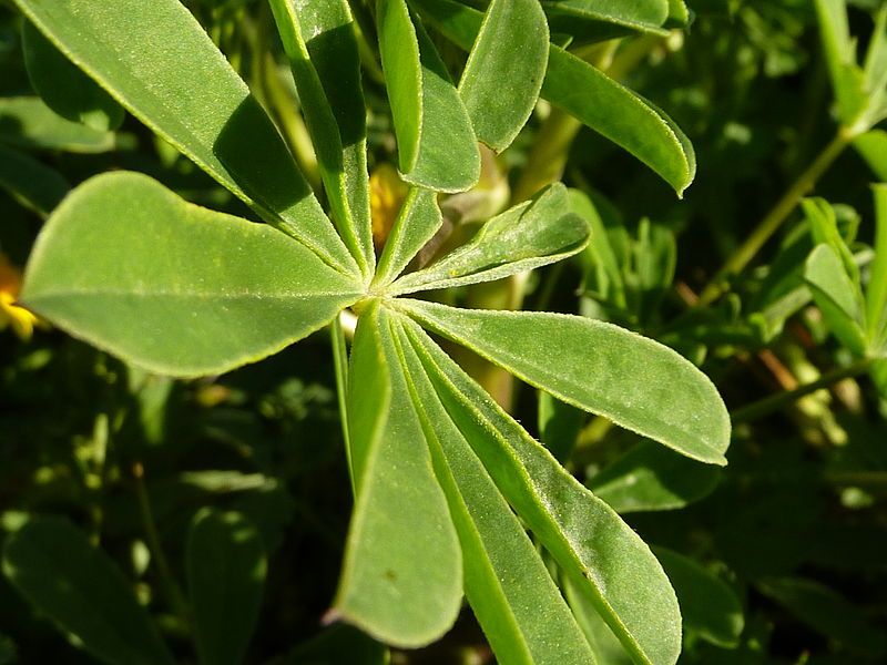 File:Lupinus succulentus leaf.jpg