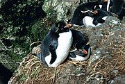 Eastern rockhopper penguins