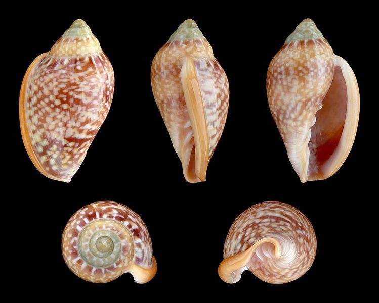 File:Marginella glabella 01.JPG