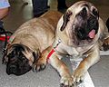 English Mastiff