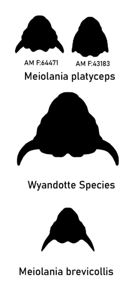 File:Meiolania species variation.png