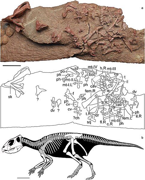 File:Mosaiceratops.jpg