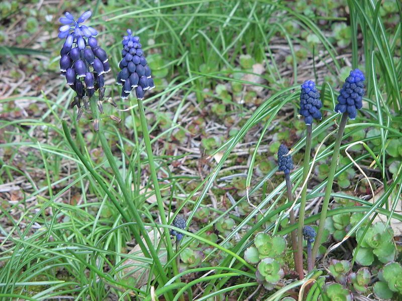 File:Muscari neglectum clump.jpg