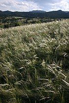 Needle-and-thread grass