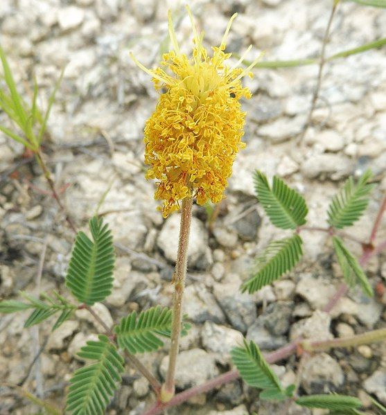 File:Neptunia lutea.jpg