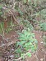 Old ʻauwai above the stream