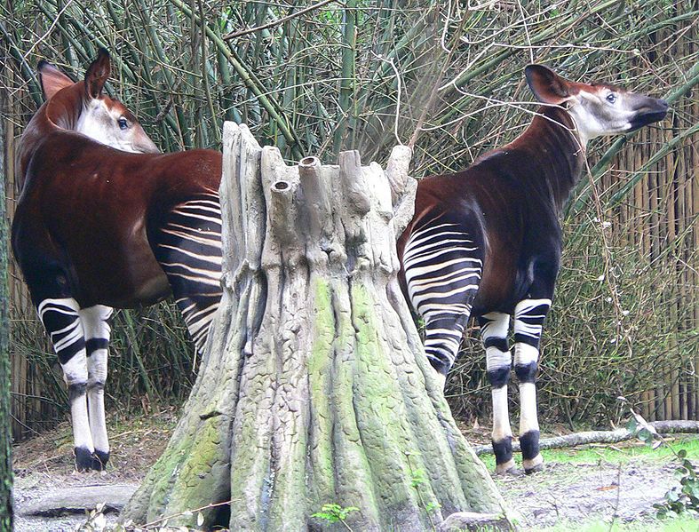 File:Okapi1.jpg