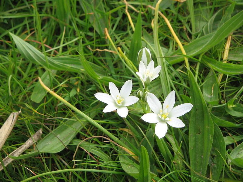 File:Ornithogalum umbellatum03.jpg