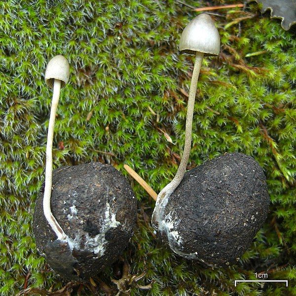 File:Panaeolus alcidis (4037850480).jpg