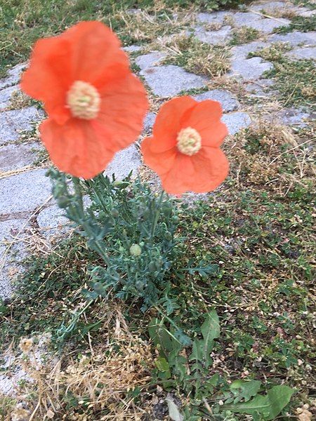 File:Papaver armeniacum 21300776.jpg