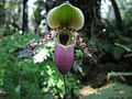 Flowers of Paphiopedilum glaucophyllum var. moquetteanum