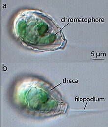 Light micrograph of the amoeboid Paulinella chromatophora