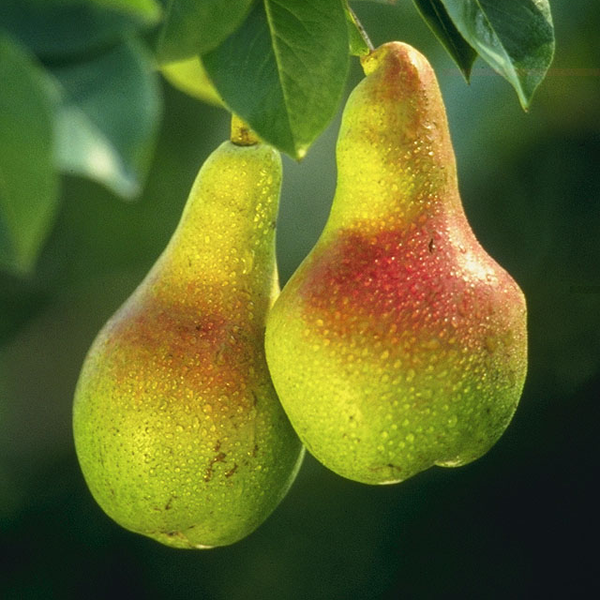 File:Pears.png