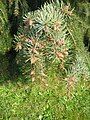 Picea breweriana male cones