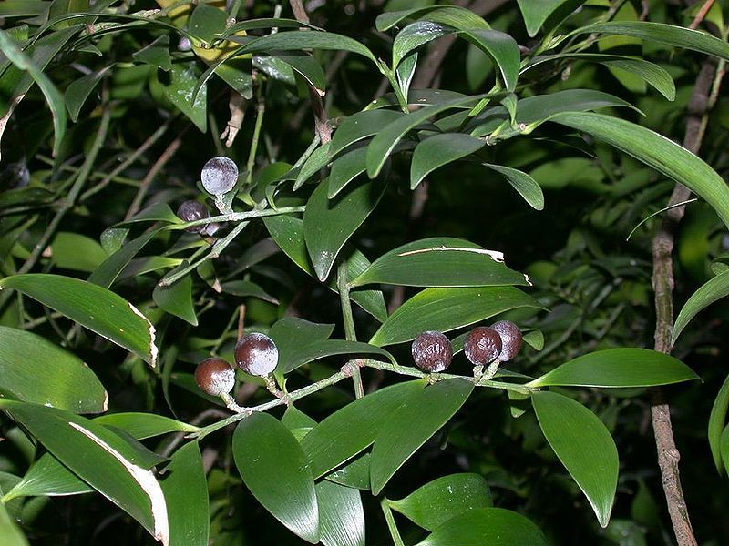 File:Podocarpus nagi nagi01.jpg