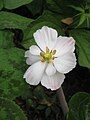 Podophyllum hexandrum close-up