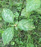 An individual with mature fruit, late in the summer