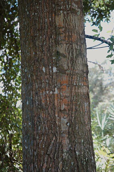 File:Quercus laurifolia (24081023431).jpg