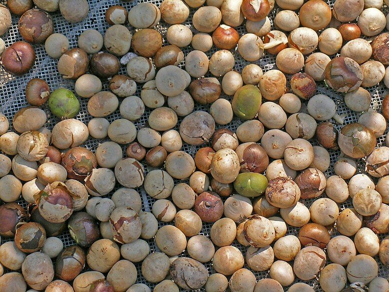 File:Ramon nuts 05.jpg