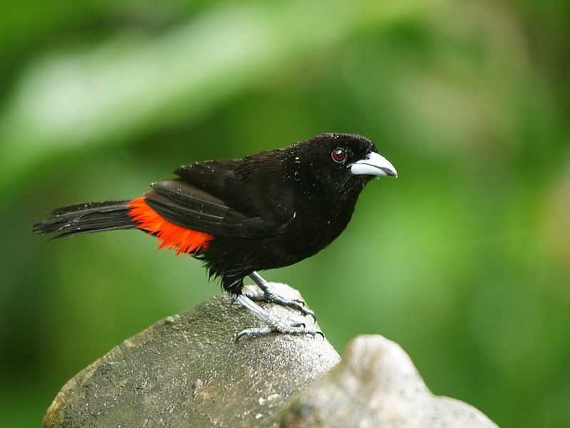 File:Ramphocelus passerinii (male).jpg