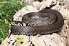 A snake, Natrix natrix