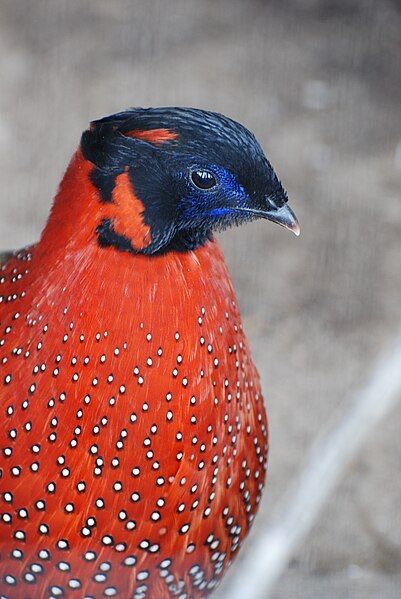 File:Satyr Tragopan 2.jpg