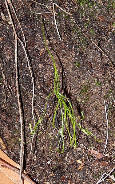 File:Schizaea dichotoma waterfall.jpg