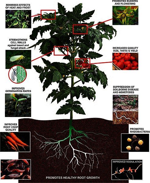 File:Seaweed Fertilizer Benefits.jpg