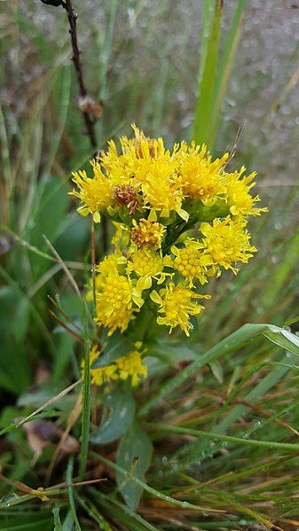 File:Senecio aronicoides.jpg