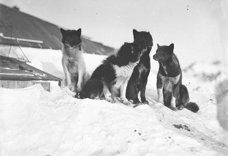 File:Sledge-dogs-at-winter-quarters-Cape-Denison-Hurley.png