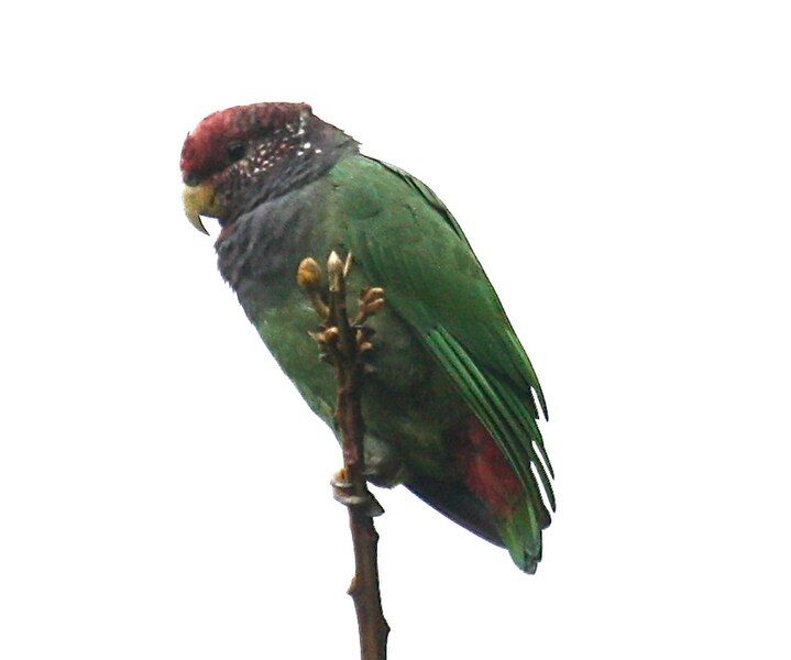 File:Speckle-faced Parrot.jpg