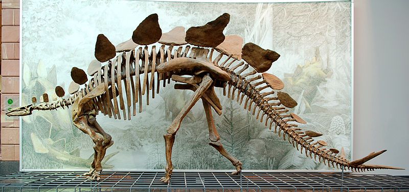 File:Stegosaurus Senckenberg.jpg