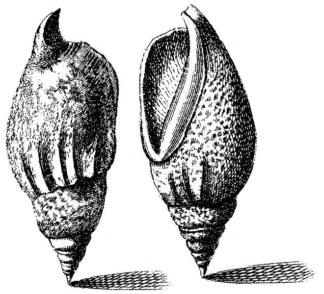 File:Strombus-dentatus-001.jpg