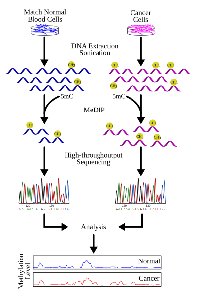 File:Study-flow.svg