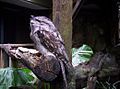 Tawny Frogmouth in defensive mode when approached, with eyes almost shut and bill pointed upwards